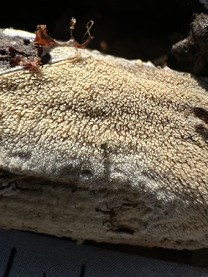  ( - HAY-F-000459)  @11 [ ] c (2023) Rudy Diaz Fungal Diversity Survey