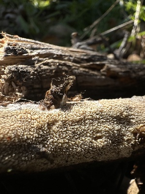  ( - HAY-F-000459)  @11 [ ] c (2023) Rudy Diaz Fungal Diversity Survey