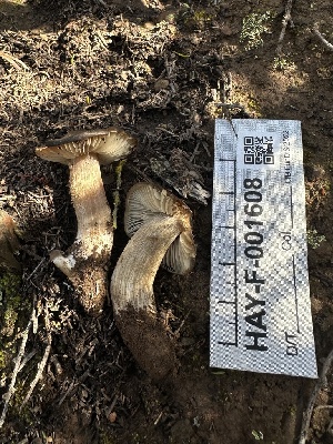 (Entoloma sp. CA43 - HAY-F-001608)  @11 [ ] c (2023) Rudy Diaz Fungal Diversity Survey