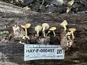  ( - HAY-F-000457)  @11 [ ] c (2023) Rudy Diaz Fungal Diversity Survey