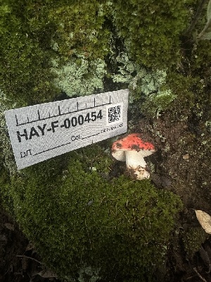  ( - HAY-F-000454)  @11 [ ] c (2023) Rudy Diaz Fungal Diversity Survey