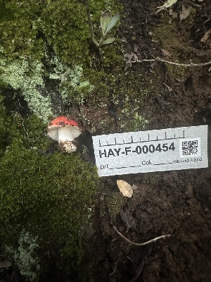  ( - HAY-F-000454)  @11 [ ] c (2023) Rudy Diaz Fungal Diversity Survey