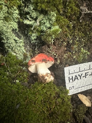  ( - HAY-F-000454)  @11 [ ] c (2023) Rudy Diaz Fungal Diversity Survey
