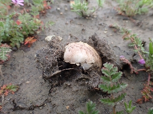  (Agaricus sp. CA01 - HAY-F-001791)  @11 [ ] by-nc (2023) Sadie Hickey Fungal Diversity Survey