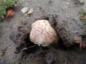  ( - HAY-F-001791)  @11 [ ] by-nc (2023) Sadie Hickey Fungal Diversity Survey