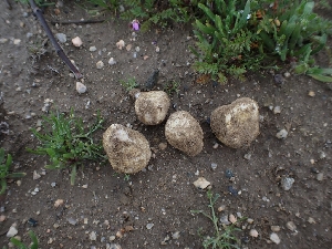  (Carbomycetaceae - HAY-F-001797)  @11 [ ] by-nc (2023) Sadie Hickey Fungal Diversity Survey
