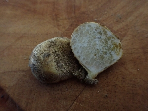  ( - HAY-F-001797)  @11 [ ] by-nc (2023) Sadie Hickey Fungal Diversity Survey
