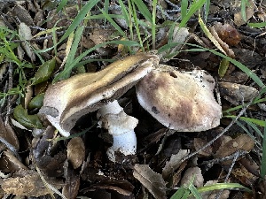  ( - HAY-F-002582)  @11 [ ] c (2023) Rudy Diaz Fungal Diversity Survey