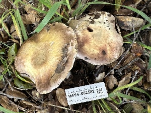  ( - HAY-F-002582)  @11 [ ] c (2023) Rudy Diaz Fungal Diversity Survey