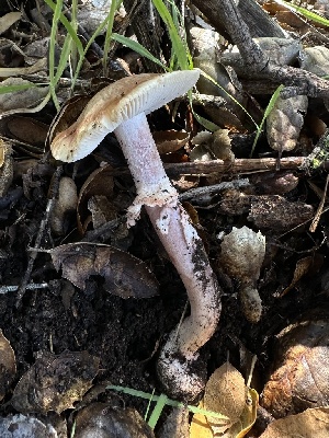  ( - HAY-F-002591)  @11 [ ] c (2023) Rudy Diaz Fungal Diversity Survey