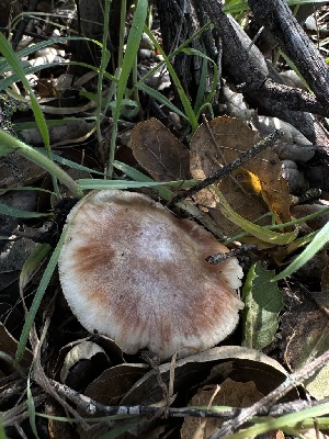  ( - HAY-F-002591)  @11 [ ] c (2023) Rudy Diaz Fungal Diversity Survey