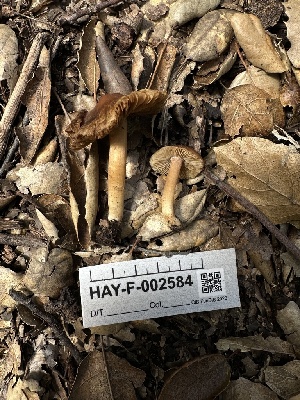  (Inocybe sp. demetris-CA01 - HAY-F-002584)  @11 [ ] c (2023) Rudy Diaz Fungal Diversity Survey