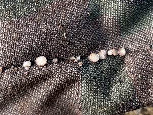  ( - HAY-F-000990)  @11 [ ] by-nc (2023) Christian Schwarz Fungal Diversity Survey