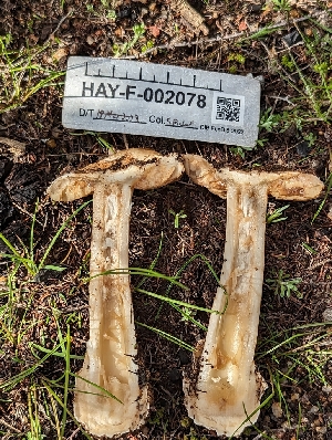 (Amanita sp. CA05 - HAY-F-002078)  @11 [ ] by-nc (2023) Stu Pickell Fungal Diversity Survey