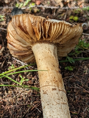 ( - HAY-F-002078)  @11 [ ] by-nc (2023) Stu Pickell Fungal Diversity Survey