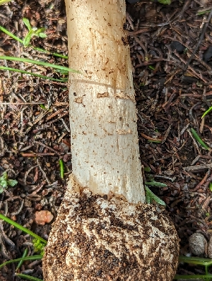  ( - HAY-F-002078)  @11 [ ] by-nc (2023) Stu Pickell Fungal Diversity Survey
