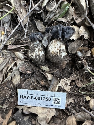  (Helvella sp. CA05 - HAY-F-001250)  @11 [ ] by-nc (2023) Aaron Tupac Fungal Diversity Survey
