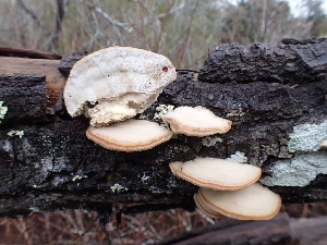  ( - HAY-F-001844)  @11 [ ] by-nc (2023) Sadie Hickey Fungal Diversity Survey