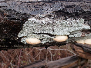  ( - HAY-F-001844)  @11 [ ] by-nc (2023) Sadie Hickey Fungal Diversity Survey