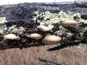  ( - HAY-F-001844)  @11 [ ] by-nc (2023) Sadie Hickey Fungal Diversity Survey