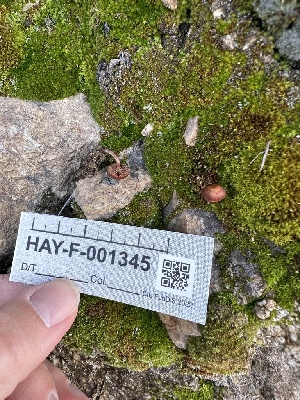  (Deconica sp. montana-CA02 - HAY-F-001345)  @11 [ ] by-nc (2023) Aaron Tupac Fungal Diversity Survey