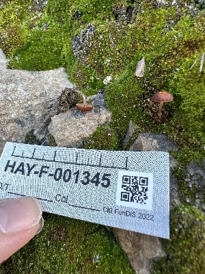  ( - HAY-F-001345)  @11 [ ] by-nc (2023) Aaron Tupac Fungal Diversity Survey