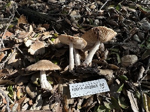  ( - HAY-F-002583)  @11 [ ] c (2023) Rudy Diaz Fungal Diversity Survey