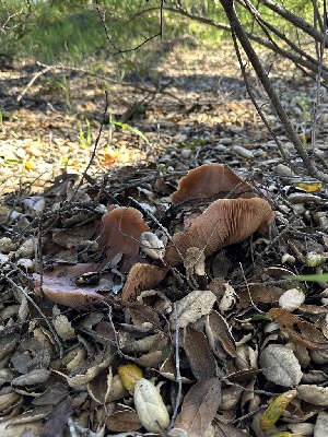  ( - LA-F-000082)  @11 [ ] c (2023) Rudy Diaz Fungal Diversity Survey