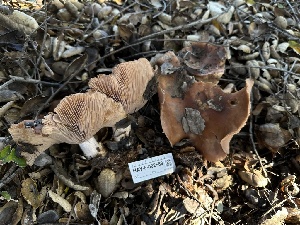  ( - LA-F-000082)  @11 [ ] c (2023) Rudy Diaz Fungal Diversity Survey