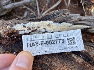  ( - HAY-F-002773)  @11 [ ] by-nc (2023) Damon Tighe Fungal Diversity Survey