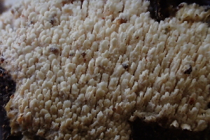  ( - HAY-F-002776)  @11 [ ] by-nc (2023) Damon Tighe Fungal Diversity Survey