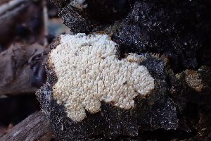  ( - HAY-F-002776)  @11 [ ] by-nc (2023) Damon Tighe Fungal Diversity Survey