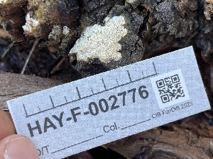 ( - HAY-F-002776)  @11 [ ] by-nc (2023) Damon Tighe Fungal Diversity Survey