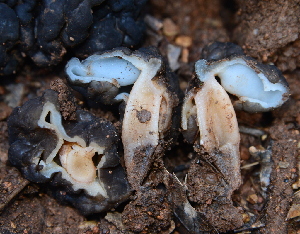  ( - HAY-F-002780)  @11 [ ] by-nc (2023) Damon Tighe Fungal Diversity Survey