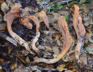  ( - HAY-F-002782)  @11 [ ] by-nc (2023) Damon Tighe Fungal Diversity Survey