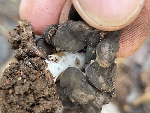  ( - HAY-F-002780)  @11 [ ] by-nc (2023) Damon Tighe Fungal Diversity Survey