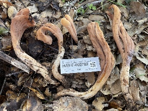  ( - HAY-F-002782)  @11 [ ] by-nc (2023) Damon Tighe Fungal Diversity Survey