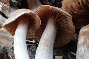 ( - HAY-F-002788)  @11 [ ] by-nc (2023) Damon Tighe Fungal Diversity Survey