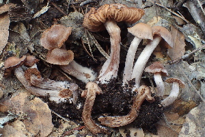  ( - HAY-F-002788)  @11 [ ] by-nc (2023) Damon Tighe Fungal Diversity Survey