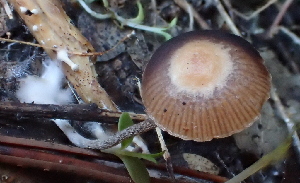  ( - HAY-F-002789)  @11 [ ] by-nc (2023) Damon Tighe Fungal Diversity Survey