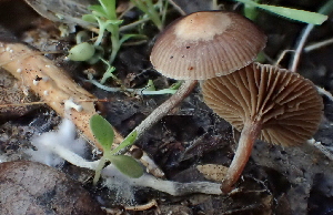  (Deconica sp. inquilina-CA01 - HAY-F-002789)  @11 [ ] by-nc (2023) Damon Tighe Fungal Diversity Survey