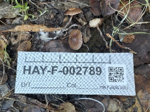  ( - HAY-F-002789)  @11 [ ] by-nc (2023) Damon Tighe Fungal Diversity Survey