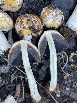  (Coprinellus - HAY-F-002770)  @11 [ ] by-nc (2023) Damon Tighe Fungal Diversity Survey