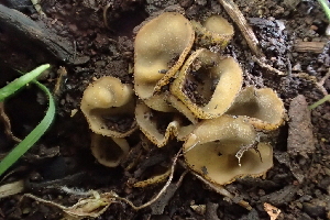  (Ascorhizoctonia - HAY-F-002795)  @11 [ ] by-nc (2023) Damon Tighe Fungal Diversity Survey
