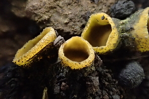  ( - HAY-F-002795)  @11 [ ] by-nc (2023) Damon Tighe Fungal Diversity Survey
