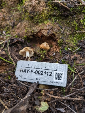  ( - HAY-F-002112)  @11 [ ] by-nc (2023) Stu Pickell Fungal Diversity Survey