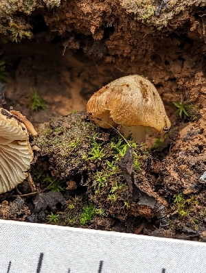  ( - HAY-F-002112)  @11 [ ] by-nc (2023) Stu Pickell Fungal Diversity Survey
