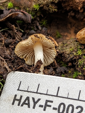  ( - HAY-F-002112)  @11 [ ] by-nc (2023) Stu Pickell Fungal Diversity Survey