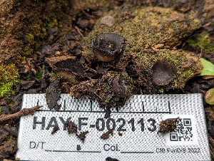  ( - HAY-F-002113)  @11 [ ] by-nc (2023) Stu Pickell Fungal Diversity Survey