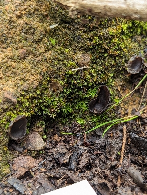  ( - HAY-F-002113)  @11 [ ] by-nc (2023) Stu Pickell Fungal Diversity Survey